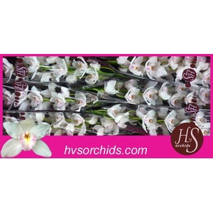 CYMB T JU DOS PUEBLOS 80 CM