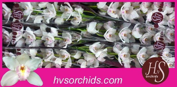 <h4>CYMB T JU DOS PUEBLOS 80 CM</h4>