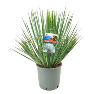 Yucca rostrata