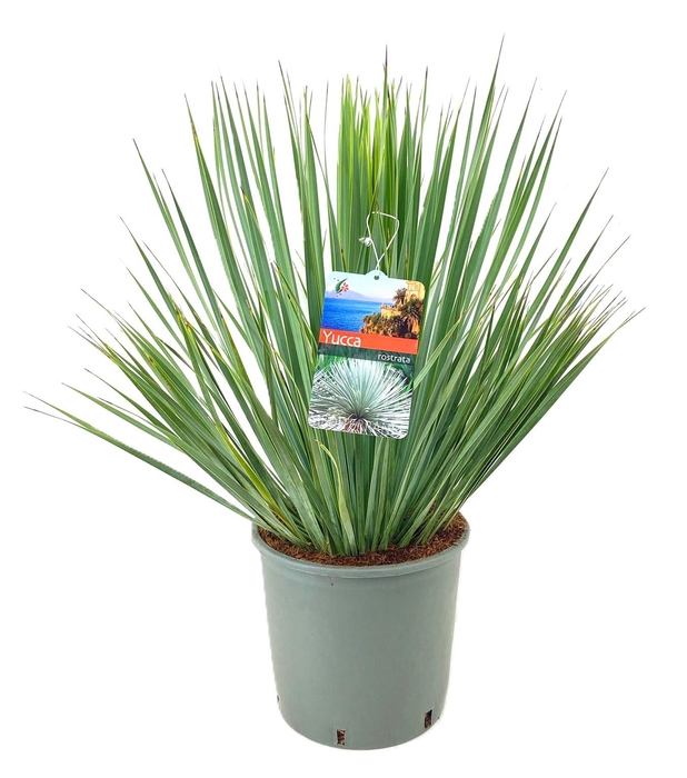 <h4>Yucca rostrata</h4>