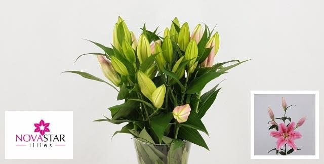 <h4>LI OR SORBONNE</h4>