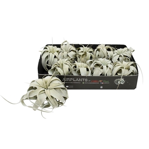 Tillandsia xerographica