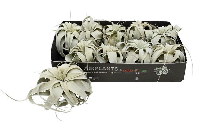 <h4>Tillandsia xerographica</h4>