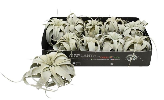 <h4>Tillandsia xerographica</h4>