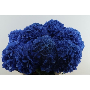 Hydr M Pimpernel 80-23