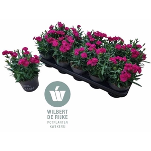 DIAN PEMAN VIOLET P12