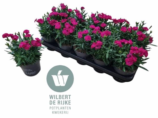 <h4>DIAN PEMAN VIOLET P12</h4>