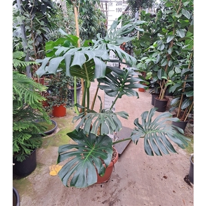 Monstera Deliciosa 180