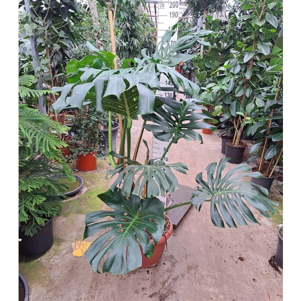 <h4>Monstera Deliciosa 180</h4>