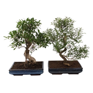 Bonsai Mix in ø40cm Ceramic