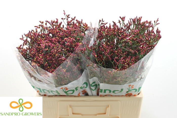 <h4>Limonium Sinense Scarlet Diamond</h4>