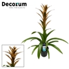 Guzmania Gold (Decorum)