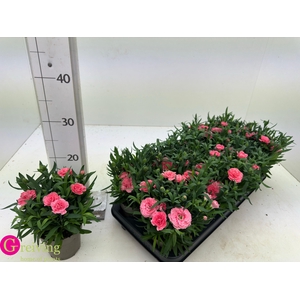 DIAN OSC PINK