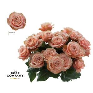Rosa Ec Kahala
