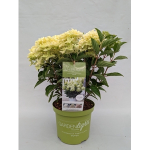 Hydrangea Paniculata (Gardenlight) 'Whitelight' IMPORT - 23 cm