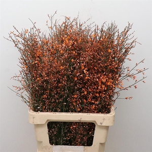 Ginster Orange P Bunch 200gram