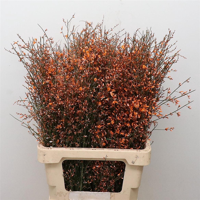 <h4>Ginster Orange P Bunch 200gram</h4>