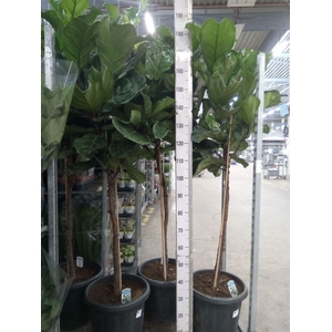 Ficus lyrata