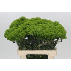 Dianthus Br Kiwi Mellow