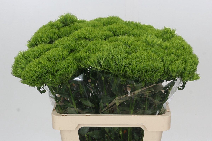 Dianthus Br Kiwi Mellow