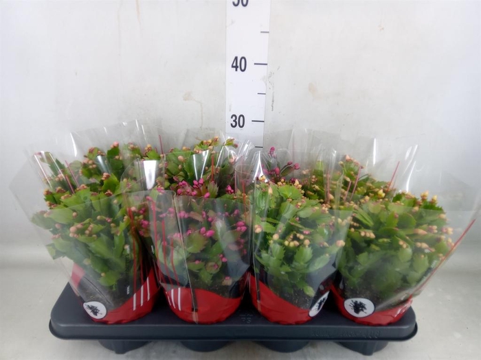 <h4>Schlumbergera   ...</h4>