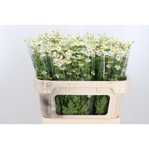 Tanacetum Pa Single Vegmo