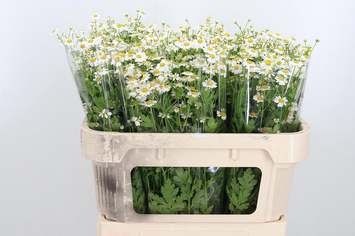 <h4>Tanacetum Pa Single Vegmo</h4>