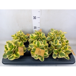Peperomia obt. 'Obtipan Bicolor'