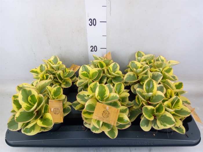 <h4>Peperomia obt. 'Obtipan Bicolor'</h4>