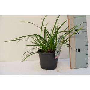 Carex Morrowii