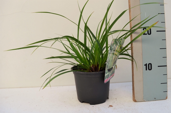 <h4>Carex Morrowii</h4>