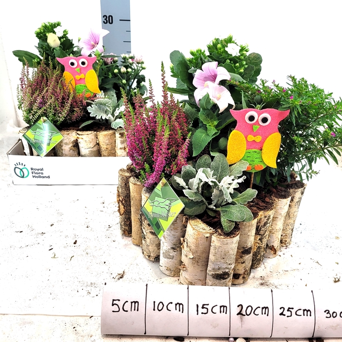 <h4>ARR TUINPLANTEN</h4>