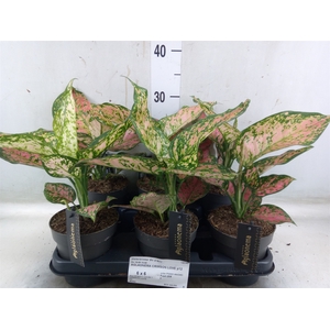 Aglaonema  'Crimson Love'