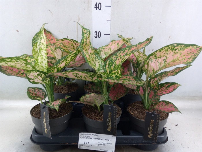 <h4>Aglaonema  'Crimson Love'</h4>