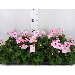 Cyclamen KL 'Illusia'