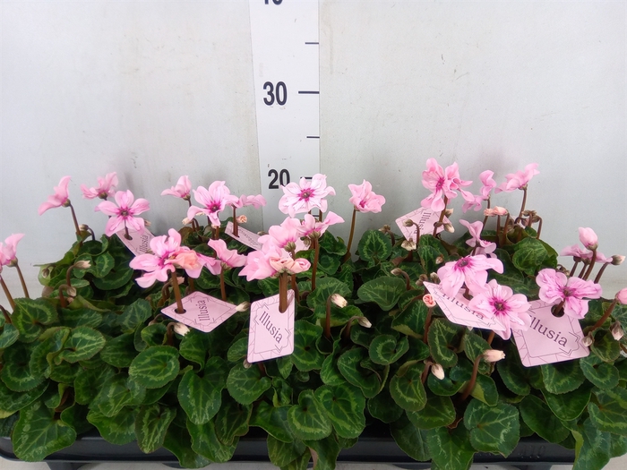<h4>Cyclamen KL 'Illusia'</h4>