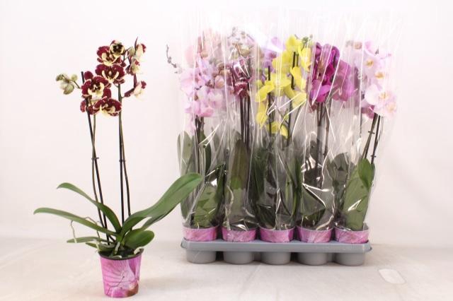 <h4>PHAL GEM 5 KL</h4>