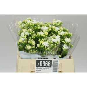 Kalanchoe Cryst Whi Meadow