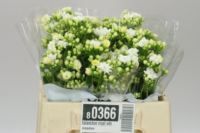 <h4>Kalanchoe Cryst Whi Meadow</h4>