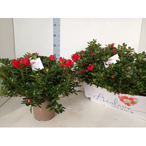 RHODO SI OTTO