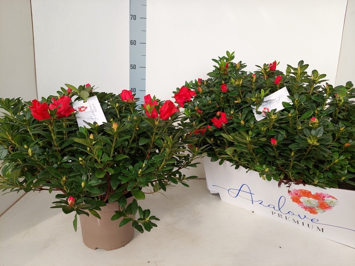 <h4>RHODO SI OTTO</h4>