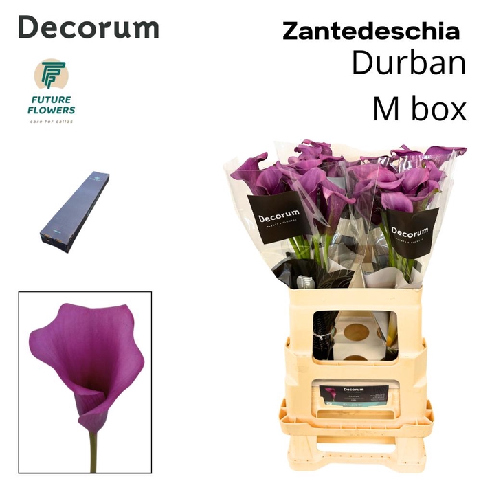 <h4>ZANT DURBAN MEDIUM BOX 60 CM 20 ST.</h4>
