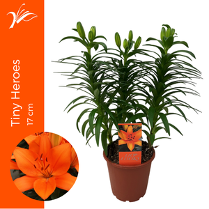 Lilium Tiny Heroes 13 cm (az. lelie)