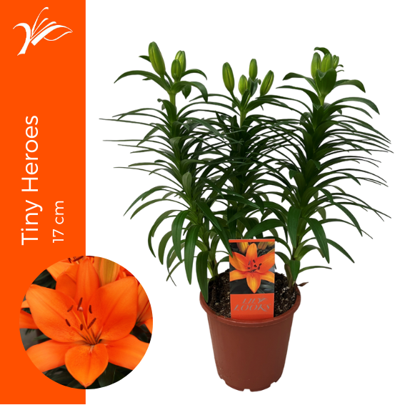 <h4>Lilium Tiny Heroes 13 cm (az. lelie)</h4>