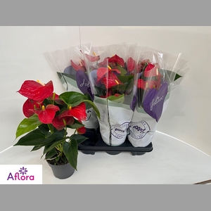 ANTHU AN BAMBINO RED
