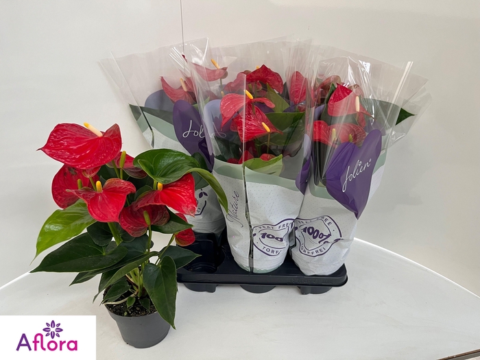 <h4>ANTHU AN BAMBINO RED</h4>