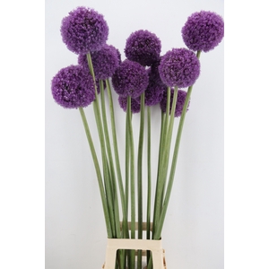 ALLIUM GIGANTEUM