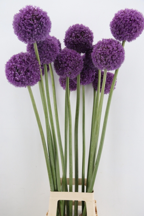 <h4>ALLIUM GIGANTEUM</h4>