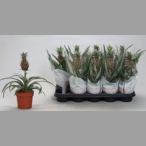 ANANAS ROSITA