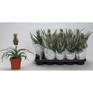 ANANAS ROSITA